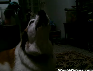 Dog Sings Opera